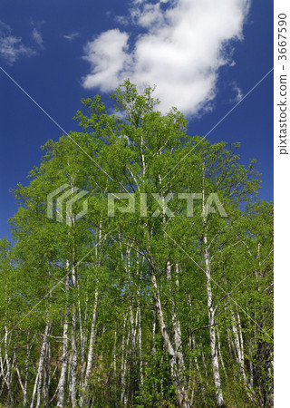 silver birch, japanese white birch, japanese white birch forest 3667590