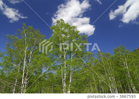 silver birch, japanese white birch, japanese white birch forest 3667593