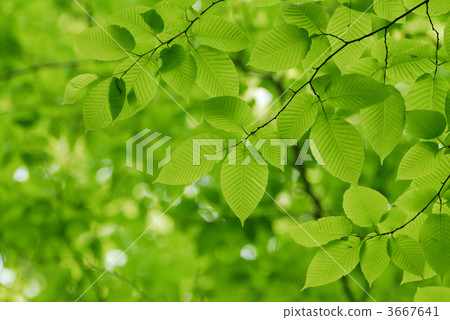 beeches, japanese beech, leaf of the beech tree 3667641