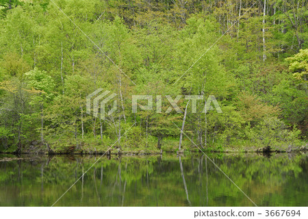 森林 樹林 翠綠 3667694