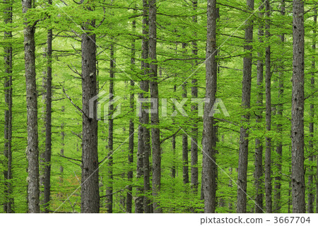 japanese larch, larch forest, stem 3667704