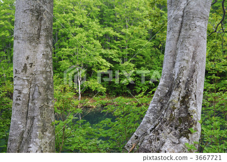 景點 風景名勝 池塘 3667721