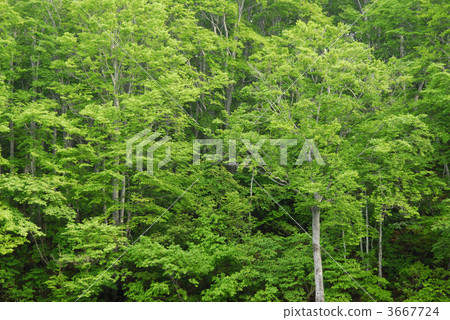 山毛櫸森林 山毛櫸 日本山毛櫸 3667724