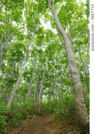 forest, wood, beeches 3667753