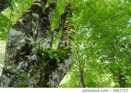 tree trunk, trunk, beeches 3667757