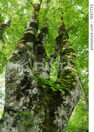 beeches, japanese beech, beech 3667758
