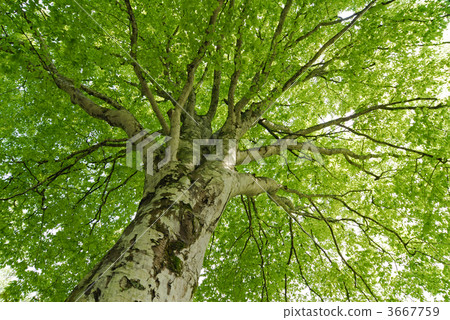 tree trunk, trunk, beeches 3667759