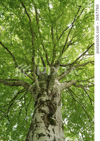 tree trunk, trunk, beeches 3667760