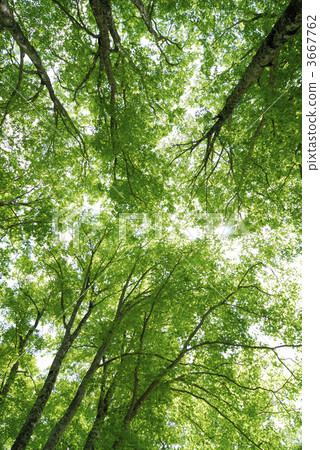 beeches, japanese beech, beech 3667762