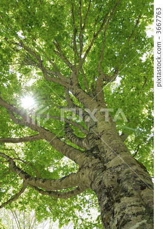 daylight, sunbeam, sunlight 3667763