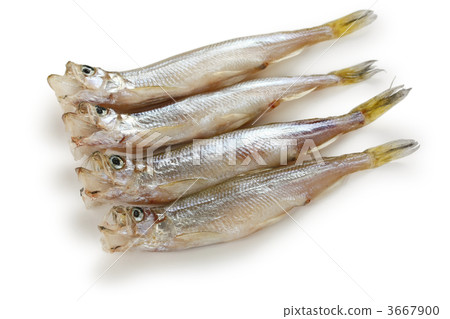 Children shishamo 3667900