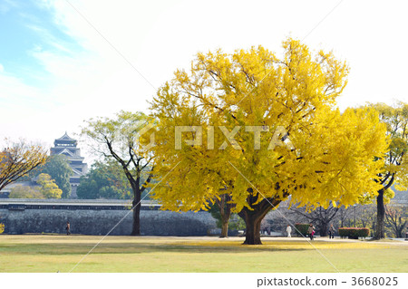 Kumamoto Castle and Ginkgo Kumamoto Castle and Ginkgo 3668025