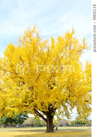 熊本城堡的銀杏 熊本城堡的銀杏 3668119