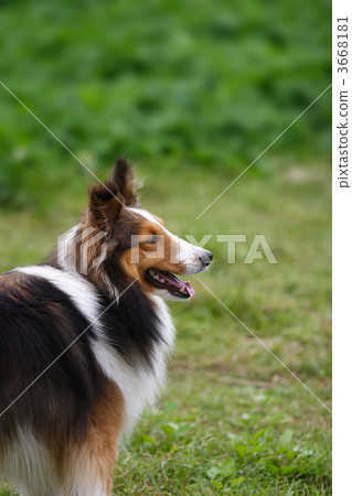 Sheltie of prairie Sheltie of prairie 3668181
