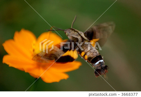 Hovering hoshi hojaku 3668377