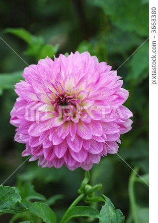 Dahlia flower 3668380