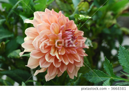 Dahlia flower Dahlia flower 3668381