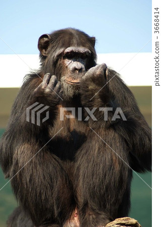 primates, terrestrial animal, chimp 3668414