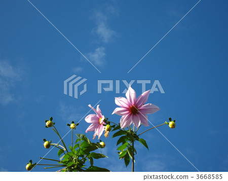 統治者在藍天·達利亞皇帝 3668585