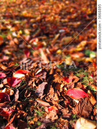 dead leaves, fallen leafe, falling leafe 3668895