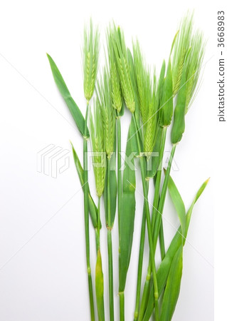 小麥的耳朵 3668983