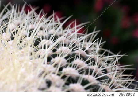 Cactus 3668998