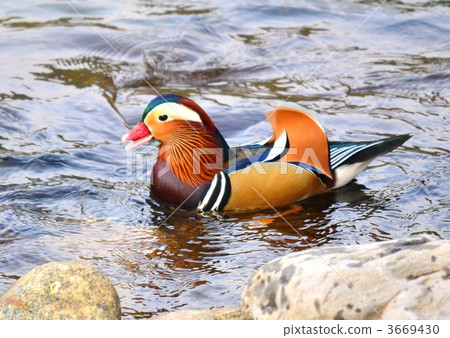 銀杏翎 候鳥 水雞 3669430