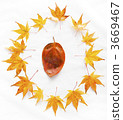 落葉 植物 植物學 3669467
