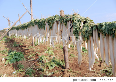 曬乾的太陽曬乾蘿蔔 3669636