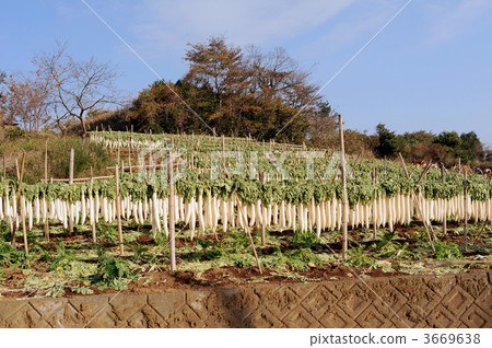 箱根幹蘿蔔碎片 3669638