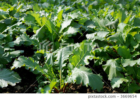 Red turnip field 3669654