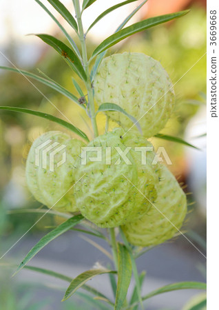 氣球米棉 3669668