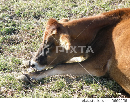 Bovine (jersey variety) Bovine (jersey variety) 3669956