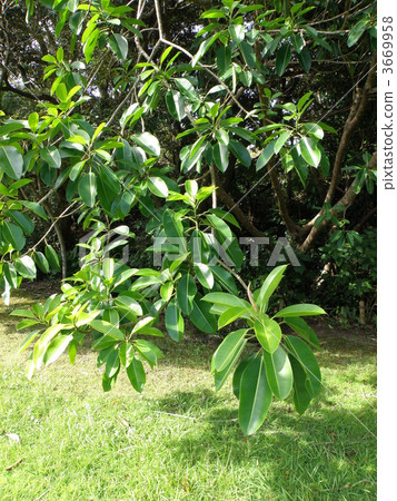 印度橡膠樹 印度橡膠樹 3669958