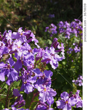 Murasakihanana 3670039