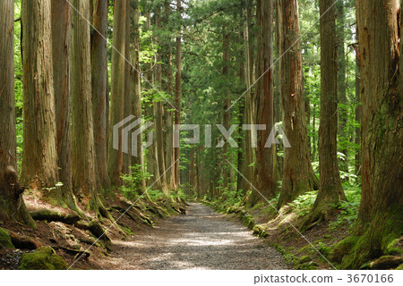 pray road, large tree, japanese cedar 3670166