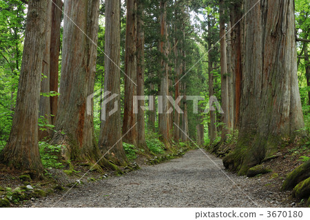 pray road, large tree, japanese cedar 3670180