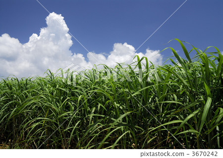 蔗田 天空 藍天 3670242