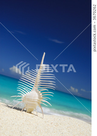 seashell, shell, venus comb murex 3670262