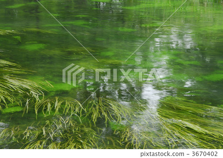 伊樂藻 水蘊草 海藻 3670402