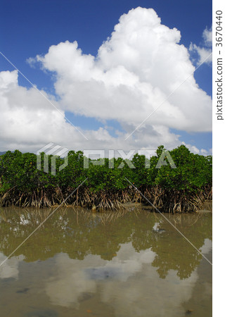 mangrove forest, cluster, colony 3670440