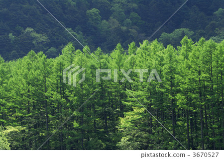 japanese larch, larch forest, scenic spots 3670527