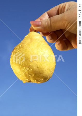 wet golden pear wet golden pear 3671037