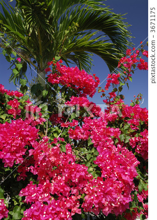 bougainvillea, bougainvillaea, okinawa prefecture 3671175