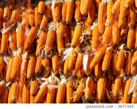 Dried corn 3671565