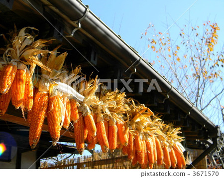 Dried corn at the eaves Dried corn at the eaves 3671570