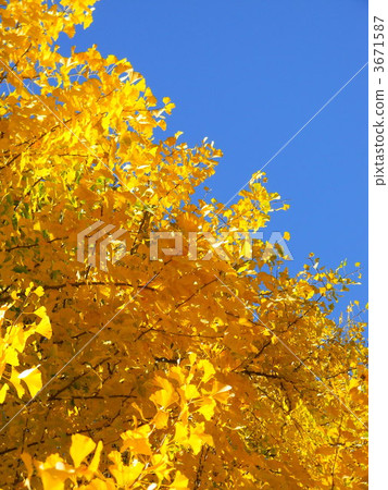 Leaves of yellow leaves ginkgo 3671587