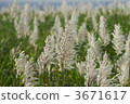 ear of sugarcane, sugarcane of ear, isolated island 3671617