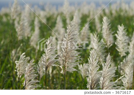 ear of sugarcane, sugarcane of ear, isolated island 3671617