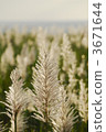 ear of sugarcane, sugarcane of ear, isolated island 3671644